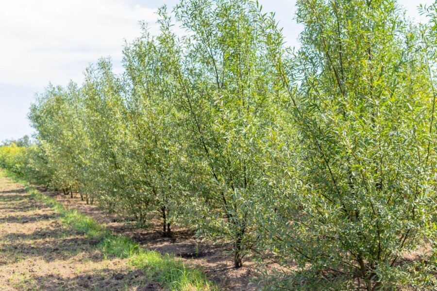 Salix alba ME 200-250 P/K Salix alba Mehrstämmig 200-250