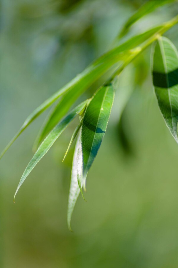 Salix alba ME 200-250 P/K Salix alba Mehrstämmig 200-250