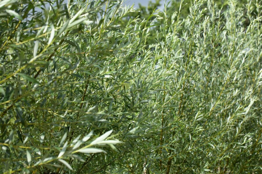 Salix alba ME 200-250 P/K Salix alba Mehrstämmig 200-250