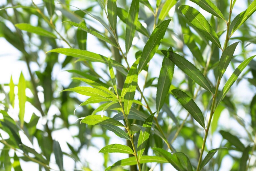 Salix alba ME 200-250 P/K Salix alba Mehrstämmig 200-250