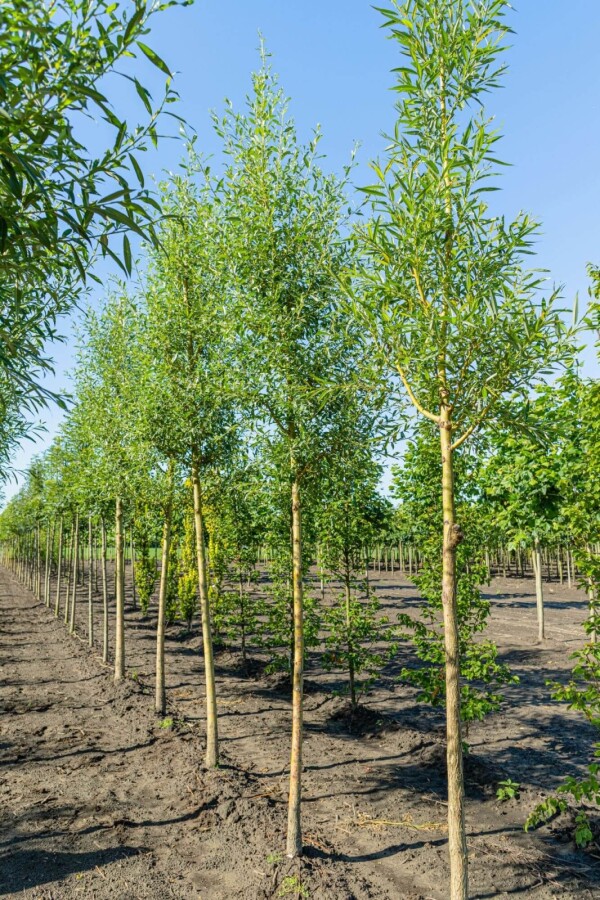 Salix alba 'Chermesina' Salix alba 'Chermesina'
