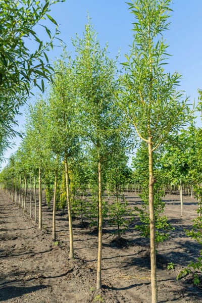 Salix alba 'Chermesina' Salix alba 'Chermesina'