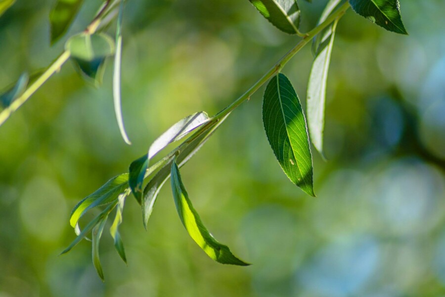 Salix alba 'Chermesina' Salix alba 'Chermesina'