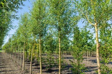 Salix alba 'Chermesina' HO 10/12 P/K Salix alba 'Chermesina' Hochstamm 10/12
