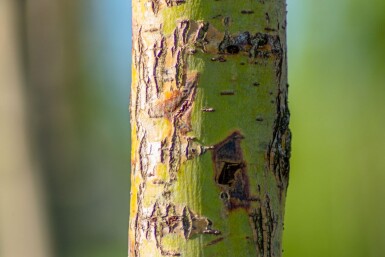 Salix alba 'Chermesina' hochstamm 10/12