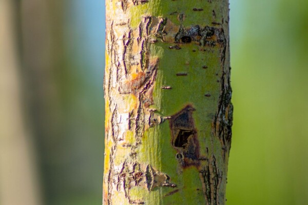 Salix alba 'Chermesina' meerstammig