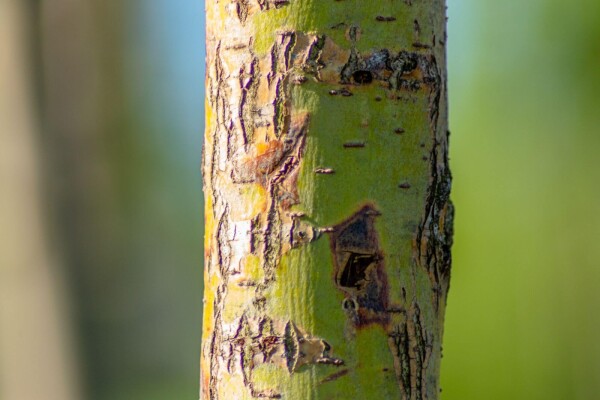 Salix alba 'Chermesina' Mehrstämmig Salix alba 'Chermesina' Mehrstämmig