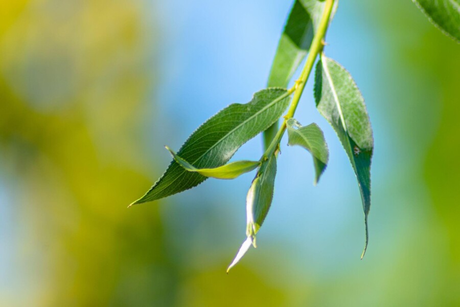 Salix alba 'Chermesina' ME 200-250 P/K Salix alba 'Chermesina' Mehrstämmig 200-250