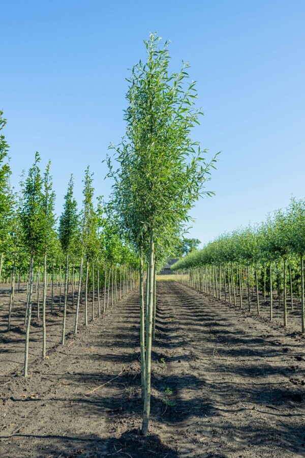 Salix alba 'Liempde' Salix alba 'Liempde'