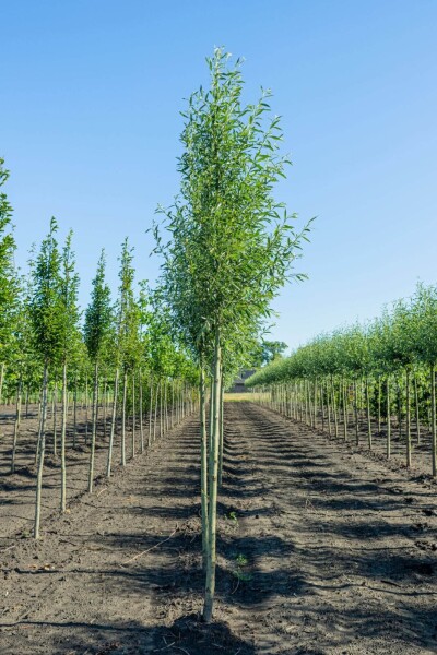 Salix alba 'Liempde' Salix alba 'Liempde'