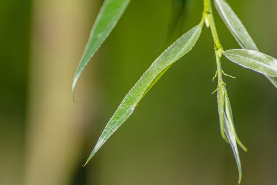 Salix alba 'Liempde' Salix alba 'Liempde'