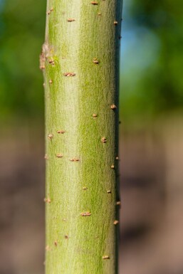 Salix alba 'Liempde' Salix alba 'Liempde'