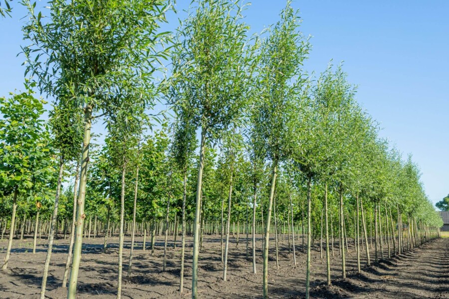 Salix alba 'Liempde' HO 10/12 P/K Salix alba 'Liempde' Hochstamm 10/12