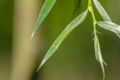 Salix alba 'Liempde' hochstamm 10/12