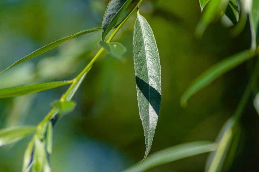 Salix alba 'Liempde' HO 10/12 P/K Salix alba 'Liempde' Hochstamm 10/12