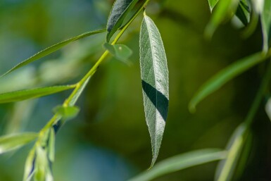 Salix alba 'Liempde' HO 10/12 P/K Salix alba 'Liempde' Hochstamm 10/12