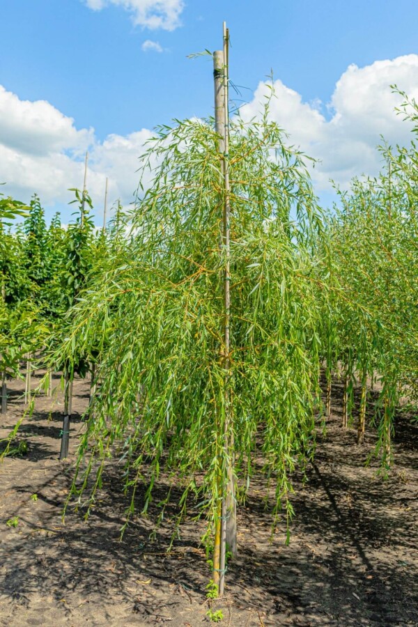Salixsepulcralis 'Chrysocoma' Salix x sepulcralis 'Chrysocoma'