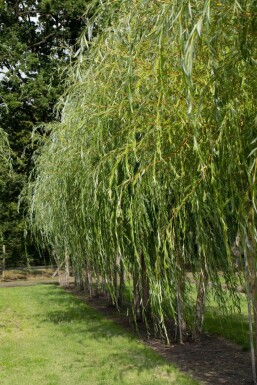 Salixsepulcralis 'Chrysocoma' Salix x sepulcralis 'Chrysocoma'