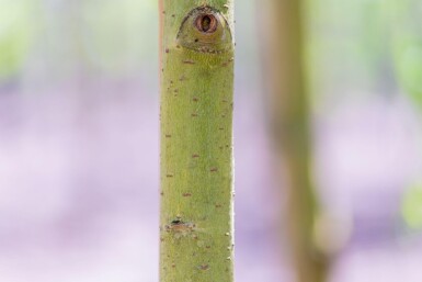 Salix x sepulcralis 'Chrysocoma'