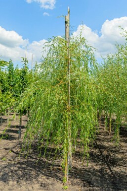 Salix x sepulcralis 'Chrysocoma' hochstamm 10/12