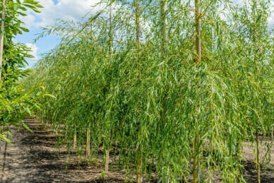 Salix 'Chrysocoma' HO10/12 P/K Salix x sepulcralis 'Chrysocoma' Hochstamm 10/12