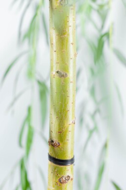 Salix 'Chrysocoma' HO10/12 P/K Salix x sepulcralis 'Chrysocoma' Hochstamm 10/12
