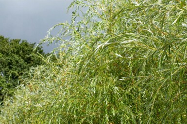 Salix x sepulcralis 'Chrysocoma' hochstamm 10/12