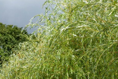 Salix 'Chrysocoma' HO10/12 P/K Salix x sepulcralis 'Chrysocoma' Hochstamm 10/12