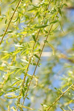 Salix x sepulcralis 'Chrysocoma' hochstamm 10/12