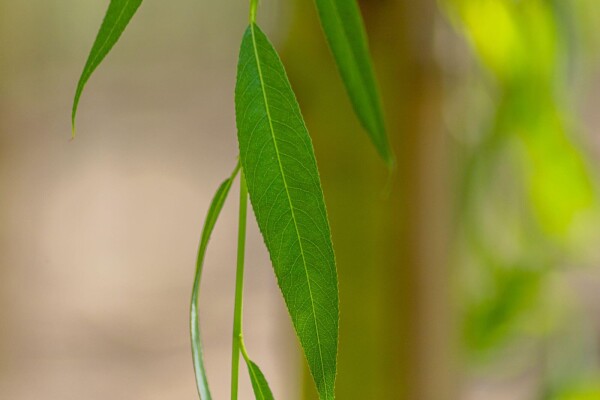 Salix x sepulcralis 'Chrysocoma' meerstammig