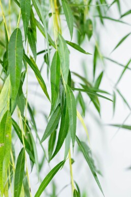 Salix x sepulcralis 'Chrysocoma' mehrstämmig 350-400