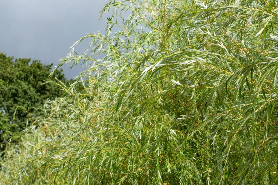 Salix 'Chrysocoma' ME350-400 P/K Salix x sepulcralis 'Chrysocoma' Mehrstämmig 350-400