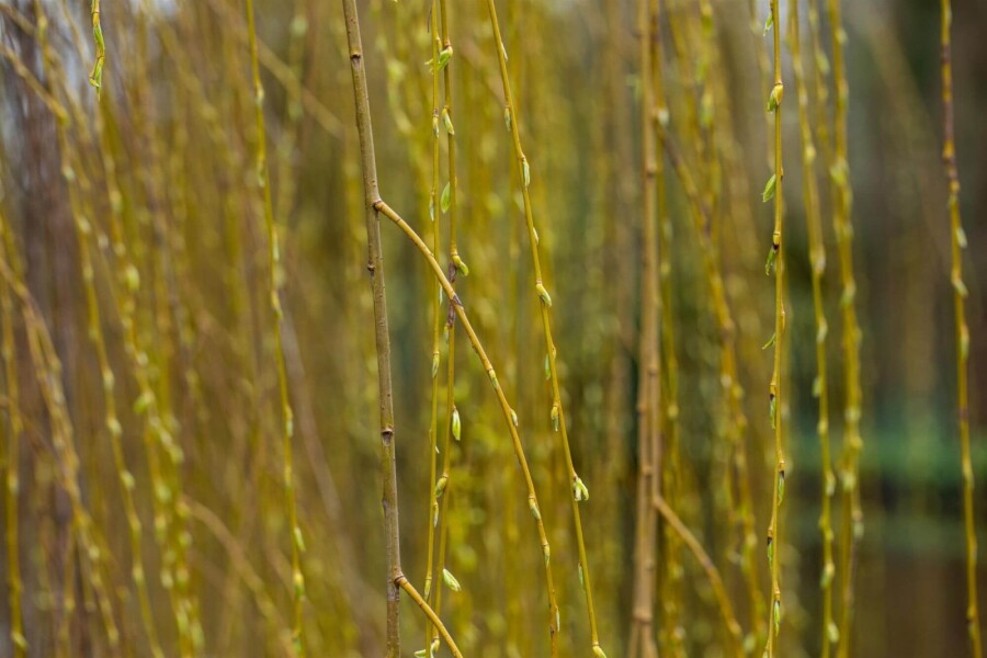 Salix 'Chrysocoma' ME350-400 P/K Salix x sepulcralis 'Chrysocoma' Mehrstämmig 350-400