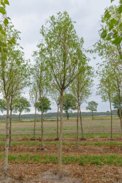 Salix babylonica 'Tortuosa'