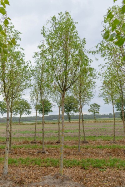 Salix babylonica 'Tortuosa' Salix babylonica 'Tortuosa'