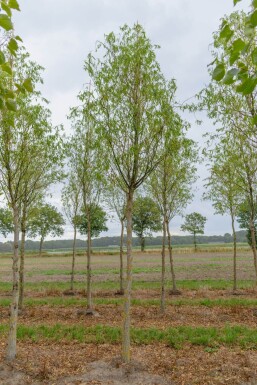 Salix babylonica 'Tortuosa' Salix babylonica 'Tortuosa'