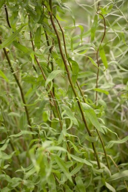 Salix babylonica 'Tortuosa'