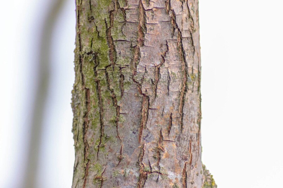 Salix babylonica 'Tortuosa' Salix babylonica 'Tortuosa'