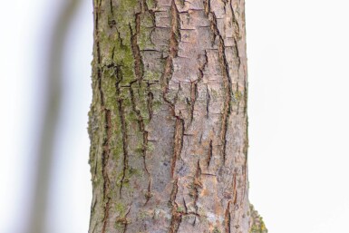 Salix babylonica 'Tortuosa' Salix babylonica 'Tortuosa'
