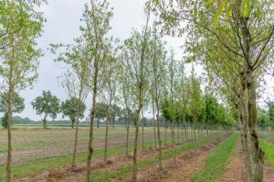 Salix babylonica 'Tortuosa' HO 14/16 P/K Salix babylonica 'Tortuosa' Hochstamm 14/16