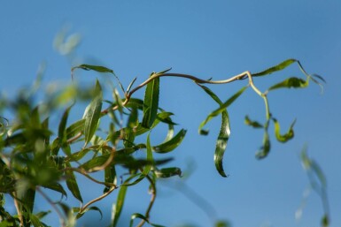 Salix babylonica Tortuosa ME200-250 P/K Salix babylonica 'Tortuosa' Mehrstämmig 200-250