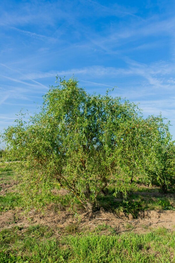 Salix babylonica Tortuosa ME200-250 P/K Salix babylonica 'Tortuosa' Mehrstämmig 200-250