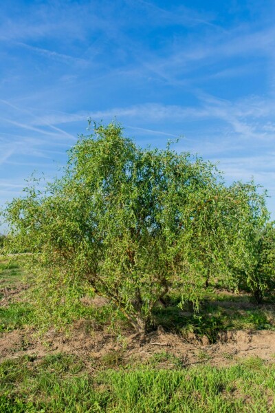 Salix babylonica 'Tortuosa' meerstammig