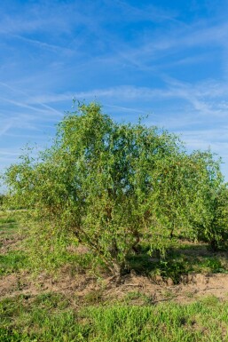Salix babylonica Tortuosa ME200-250 P/K Salix babylonica 'Tortuosa' Mehrstämmig 200-250