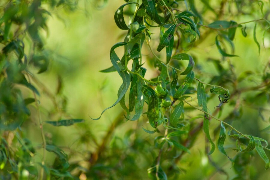 Salix babylonica Tortuosa ME200-250 P/K Salix babylonica 'Tortuosa' Mehrstämmig 200-250