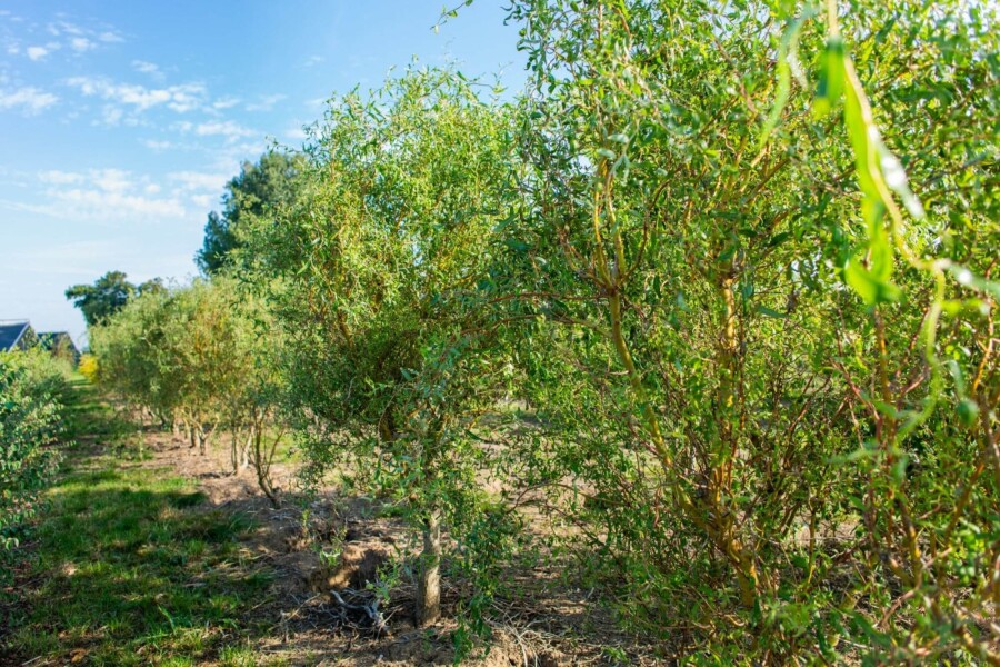 Salix babylonica Tortuosa ME200-250 P/K Salix babylonica 'Tortuosa' Mehrstämmig 200-250