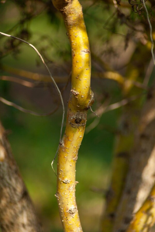 Salix babylonica Tortuosa ME200-250 P/K Salix babylonica 'Tortuosa' Mehrstämmig 200-250