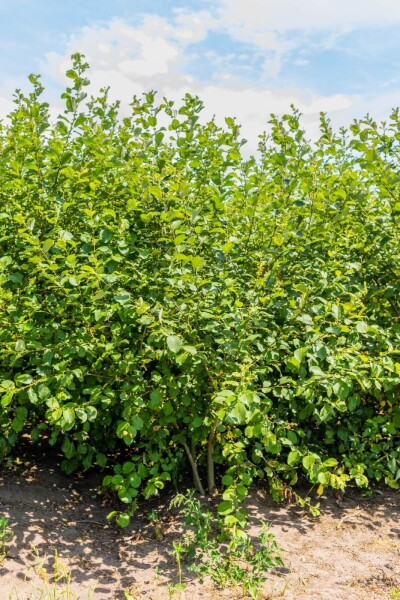 Salix caprea Salix caprea
