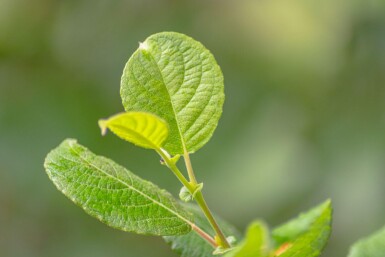 Salix caprea