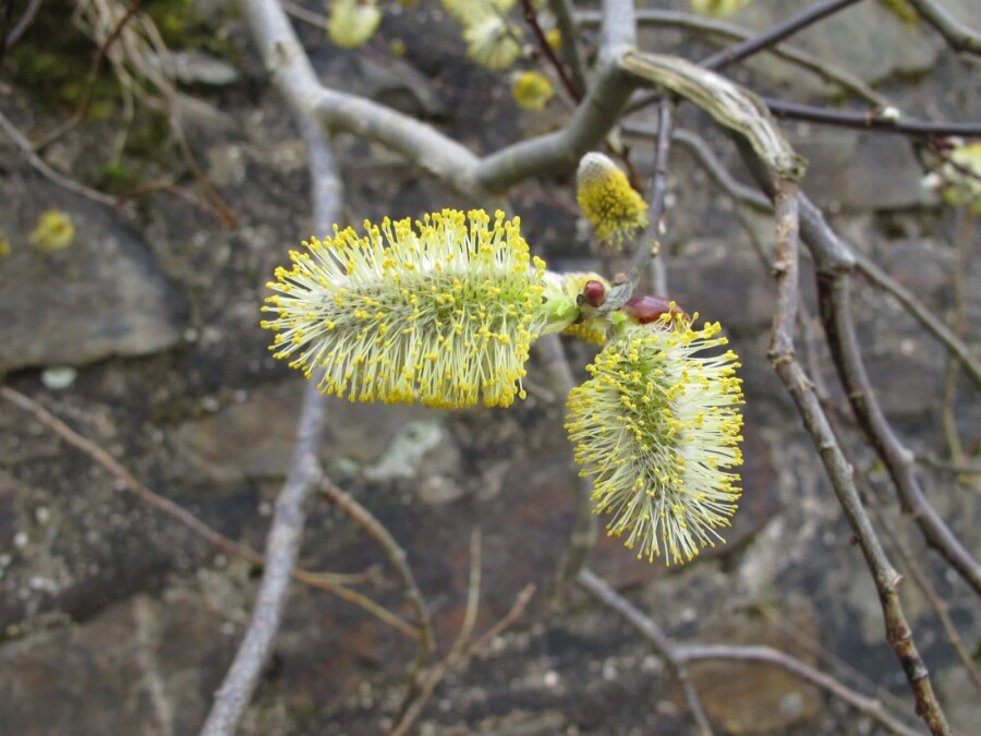 Salix caprea Salix caprea